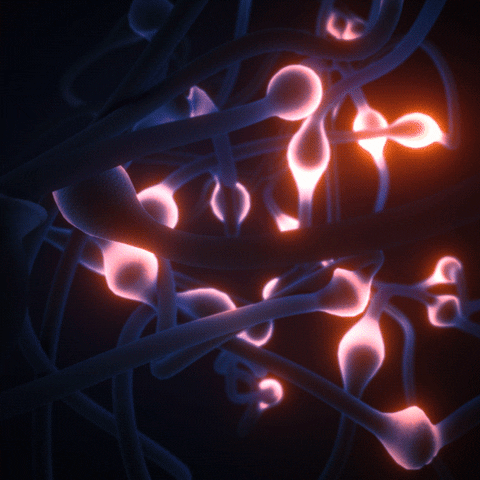 Neural Network